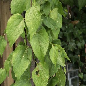 Photographie n°2121479 du taxon Celtis australis L. [1753]