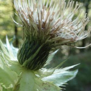 Photographie n°2121486 du taxon Cirsium oleraceum (L.) Scop.