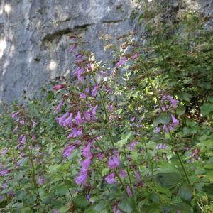 Photographie n°2121493 du taxon Clinopodium nepeta subsp. sylvaticum (Bromf.) Peruzzi & F.Conti [2008]