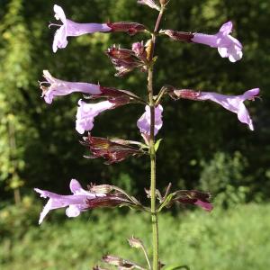 Photographie n°2121496 du taxon Clinopodium nepeta subsp. sylvaticum (Bromf.) Peruzzi & F.Conti [2008]