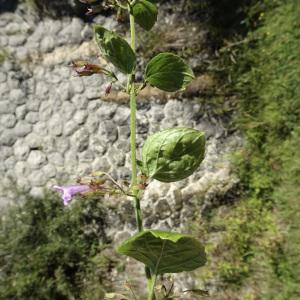 Photographie n°2121498 du taxon Clinopodium nepeta subsp. sylvaticum (Bromf.) Peruzzi & F.Conti [2008]