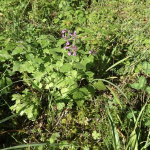 Photographie n°2121501 du taxon Clinopodium vulgare L.