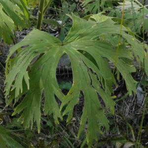 Photographie n°2121521 du taxon Aconitum lycoctonum L. [1753]