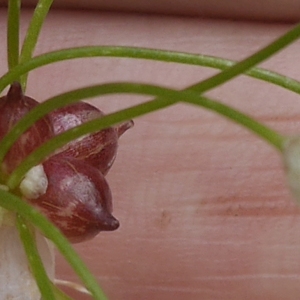 Photographie n°2121526 du taxon Allium oleraceum L. [1753]