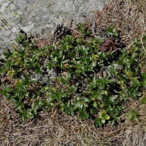 Photographie n°2121537 du taxon Alchemilla saxatilis Buser [1891]