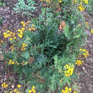 Photographie n°2121668 du taxon Tanacetum vulgare L. [1753]
