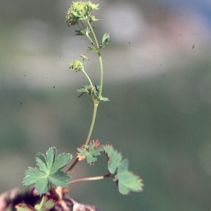Alchemilla acutiloba Opiz (Alchémille commune)