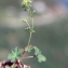  Liliane Roubaudi - Alchemilla vulgaris L. [1753]