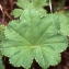  Liliane Roubaudi - Alchemilla vulgaris L. [1753]