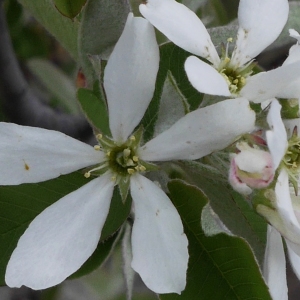 Photographie n°2121696 du taxon Amelanchier ovalis Medik. [1793]