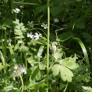 Photographie n°2121698 du taxon Aquilegia vulgaris L. [1753]