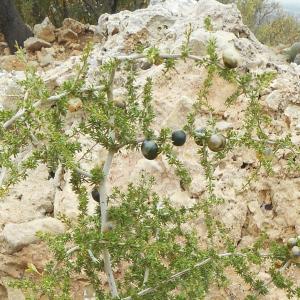 Photographie n°2121705 du taxon Asparagus acutifolius L. [1753]