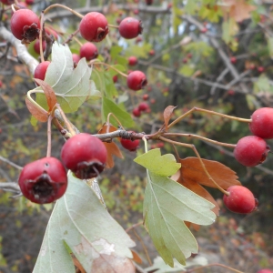 Photographie n°2121709 du taxon Crataegus monogyna Jacq. [1775]