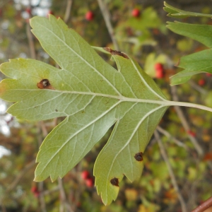 Photographie n°2121711 du taxon Crataegus monogyna Jacq. [1775]