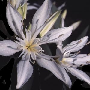 Pancratium illyricum L. (Pancrace d'Illyrie)