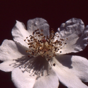 Photographie n°2121762 du taxon Rosa arvensis Huds. [1762]
