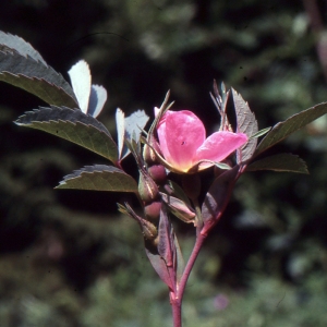 Photographie n°2121764 du taxon Rosa glauca Pourr. [1788]