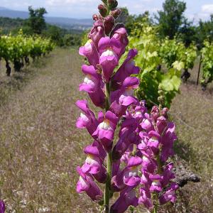 Photographie n°2121848 du taxon Antirrhinum majus L.