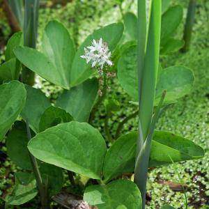 Photographie n°2121858 du taxon Menyanthes trifoliata L.