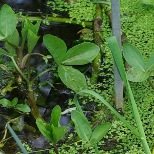 Photographie n°2121859 du taxon Menyanthes trifoliata L.