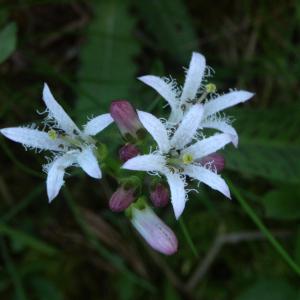 Photographie n°2121860 du taxon Menyanthes trifoliata L.