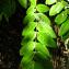  Jean-Jacques Houdré - Sophora japonica L.