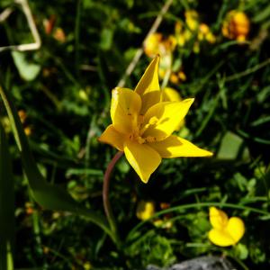 Photographie n°2121879 du taxon Tulipa sylvestris subsp. australis (Link) Pamp. [1914]