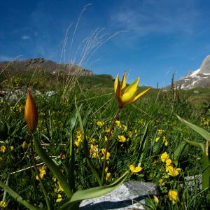 Photographie n°2121880 du taxon Tulipa sylvestris subsp. australis (Link) Pamp. [1914]