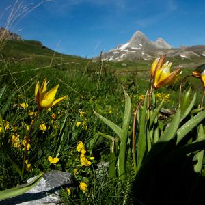 Photographie n°2121881 du taxon Tulipa sylvestris subsp. australis (Link) Pamp. [1914]