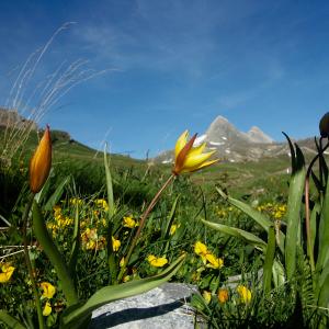 Photographie n°2121882 du taxon Tulipa sylvestris subsp. australis (Link) Pamp. [1914]