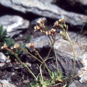 Photographie n°2121903 du taxon Saxifraga aizoides L. [1753]