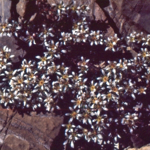 Photographie n°2121911 du taxon Saxifraga biflora All. [1773]