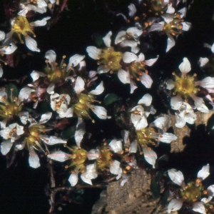 Photographie n°2121913 du taxon Saxifraga biflora All. [1773]
