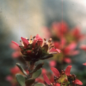 Photographie n°2121916 du taxon Saxifraga biflora All. [1773]