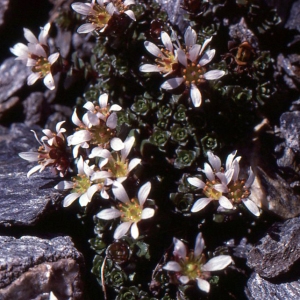 Photographie n°2121917 du taxon Saxifraga biflora All. [1773]