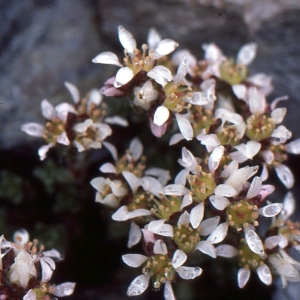 Saxifraga biflora All. (Saxifrage à deux fleurs)