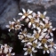  Liliane Roubaudi - Saxifraga biflora All. [1773]