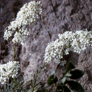 Photographie n°2121931 du taxon Saxifraga callosa Sm. [1791]