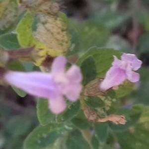 Photographie n°2121946 du taxon Clinopodium nepeta (L.) Kuntze [1891]