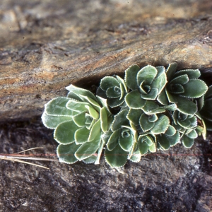 Photographie n°2121950 du taxon Saxifraga cotyledon L. [1753]