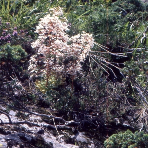 Photographie n°2121951 du taxon Saxifraga cotyledon L. [1753]