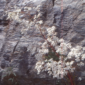 Photographie n°2121953 du taxon Saxifraga cotyledon L. [1753]