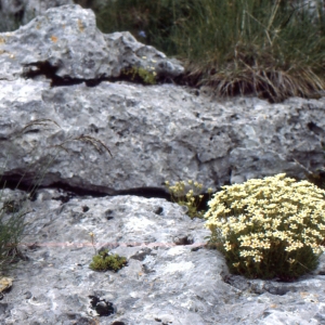  - Saxifraga exarata Vill. [1779]