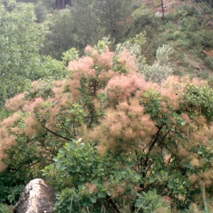 Photographie n°2121981 du taxon Cotinus coggygria Scop. [1771]