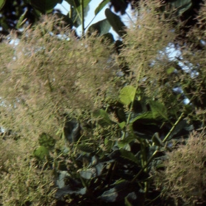 Photographie n°2121987 du taxon Cotinus coggygria Scop. [1771]