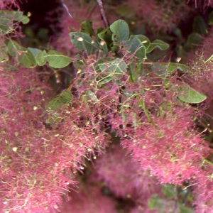 Photographie n°2121988 du taxon Cotinus coggygria Scop. [1771]