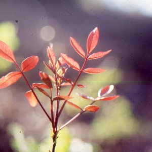 Photographie n°2121993 du taxon Pistacia terebinthus L. [1753]