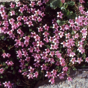 Photographie n°2122003 du taxon Saxifraga oppositifolia L. [1753]