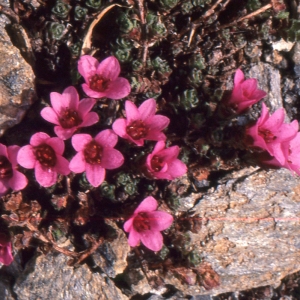 Photographie n°2122004 du taxon Saxifraga oppositifolia L. [1753]