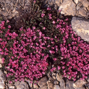 Photographie n°2122006 du taxon Saxifraga oppositifolia L. [1753]